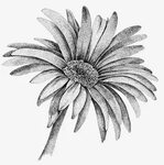 Gerbera Daisy : Ink Drawing Daisy drawing, Water lily tattoo