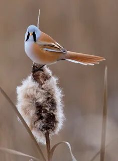 Bearded Tit (Panurus biarmicus). 