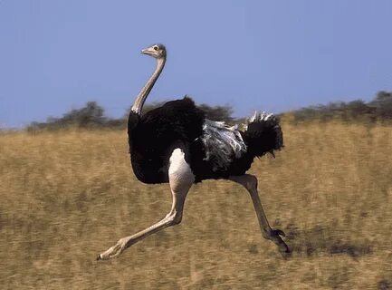 Common ostrich Flightless bird Greater rhea Dwarf cassowary,