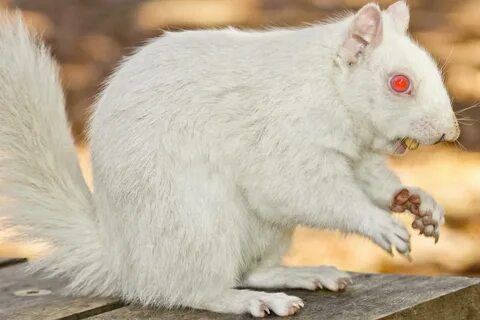 Rescuing albino squirrel walkthrough