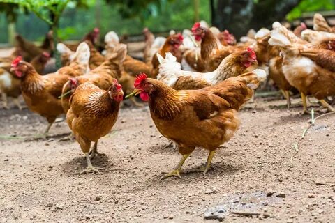 Lo que las gallinas nos enseñan sobre el coronavirus y su co