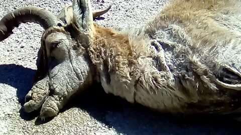 Esta es la horrible agonía de una cabra con sarna *No dicen 