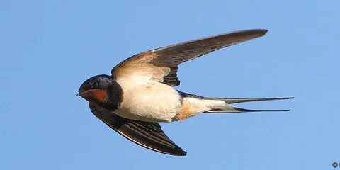 Rosa Rubicondior: Rapid Evolution of Barn Swallows