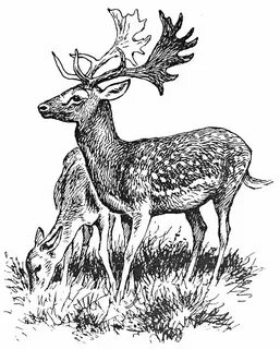 Fallow deer lineart 2 Deer drawing, Animal drawings, Animal 
