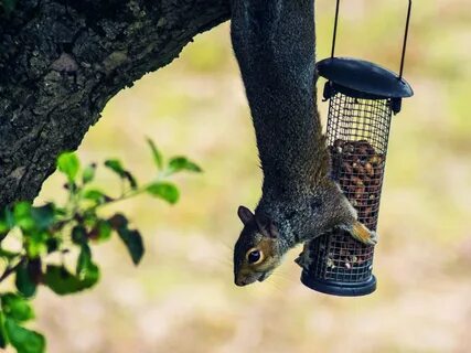 How to Whirl a Squirrel off of a Bird Feeder WIRED