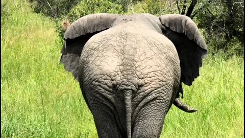 Huge Elephant Butt! Kruger, South Africa (Part 2) - YouTube