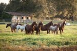 Horse Cattle - Food Ideas