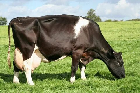 FRIESIAN LONG LIFE COW WINNER Genus UK website Cow, Holstein