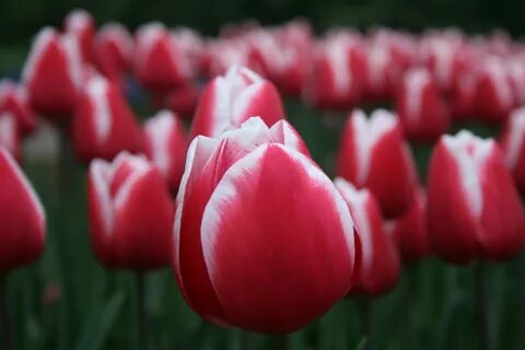 Free photo: Red Tulips - Bloom, Blossom, Field - Free Downlo