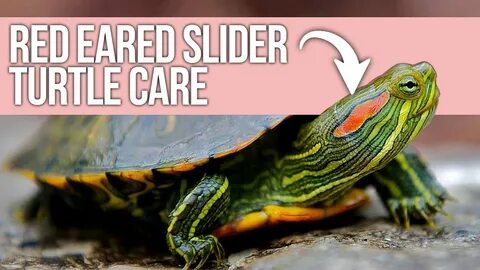 Red Eared Slider Turtle Care: Beginner Guide - YouTube