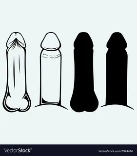Anatomy of penis Royalty Free Vector Image - VectorStock