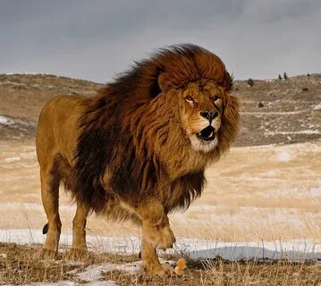 Barbary Lion by Christopher R. Gray / 500px Majestic animals