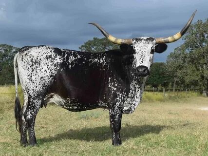 Texas Longhorn cow - TP Diamond Chip (2007) Longhorn cattle,