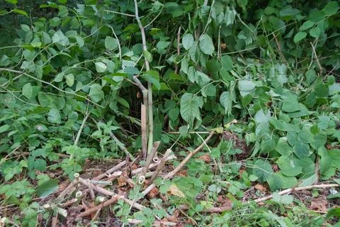 Uk japanese knotweed pictures how to identify