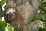 Three Toed Sloth at Silver King Fishing Lodge in Costa Rica 