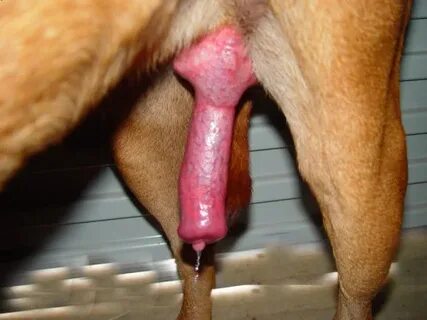 Massive dog penis ♥ Собачий Член Секс