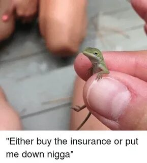 Either Buy the Insurance or Put Me Down Nigga Animals Meme o