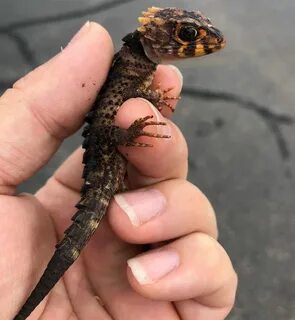 Adorable little baby redeye croc skinks back in stock at Rep