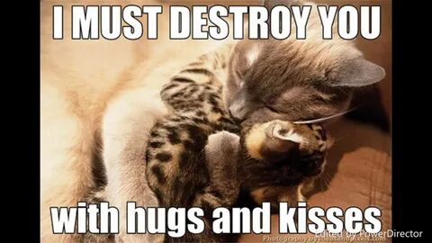 Most Adorable And Funny Cat Memes! So Cute You Will Barf Rai