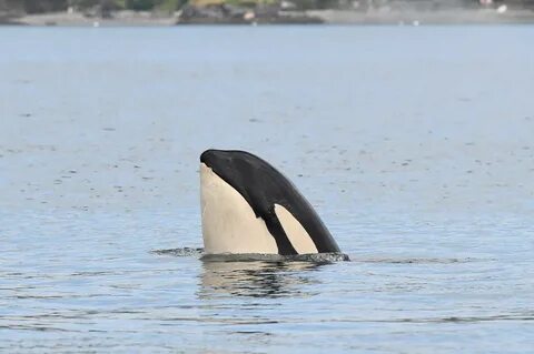 Three Southern resident orcas missing, presumed dead Islands