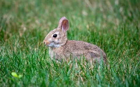 Download 1920x1200 eastern cottontail, rabbit, grass, animal wallpaper, bac