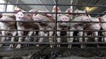 Lawsuits pit hog farms against their neighbors The Sacrament