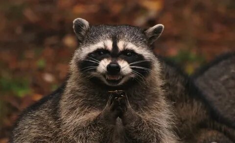 Evil Plotting Raccoon Know Your Meme