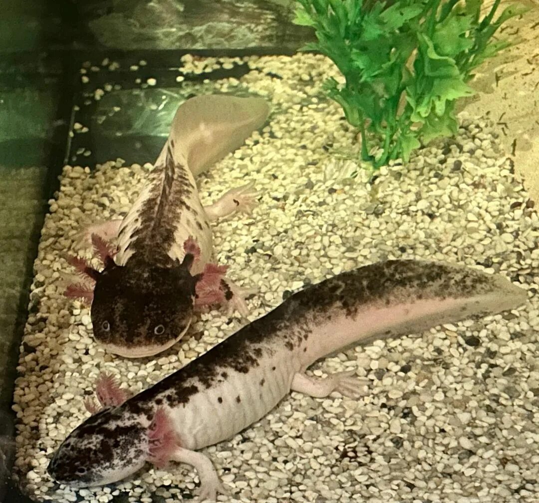 Axolotl black dota фото 54