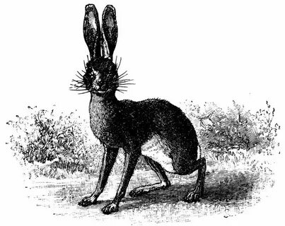 Jack-Rabbit Jack rabbit, Rabbit clipart, Rabbit
