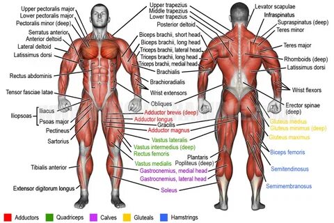 Learn muscle names Weight Training Guide Muscle names, Human