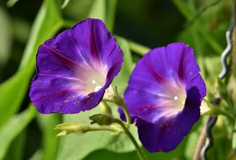 Morning Glory Flower Disease - Awesome Planting Ideas