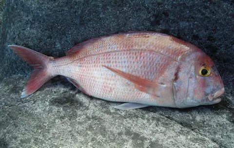 Red porgy (Pagrus pagrus) adriaticnature