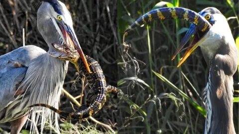 Video shows great blue heron swallowing alligator whole in F