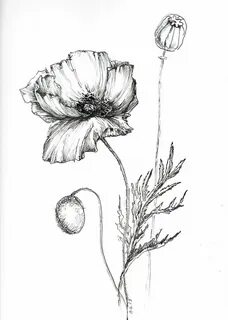 poppy drawing, flower artwork, art print poppy, poppy flower