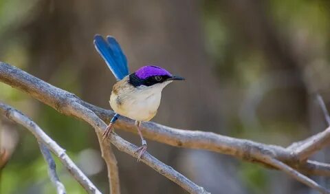 The purple-crowned fairy-wren a loyal partner - Australian Geographic.