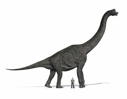 Brachiosaurus: Facts About the Giraffe-like Dinosaur Live Sc