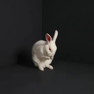 Brume - Rabbits (Review) - Wonderbox Metal