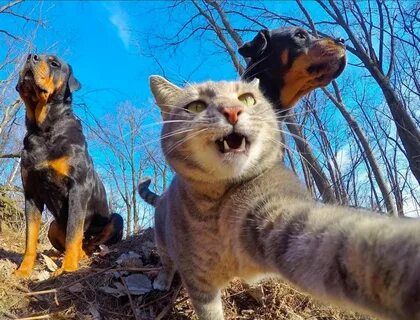 Wellbelove on Twitter: "Meet Manny the selfie cat who just c