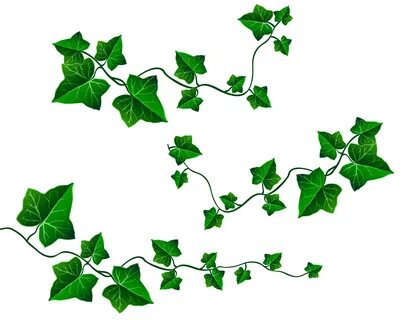 Vine Leaves Decoration PNG Clipart Picture Flower art painti