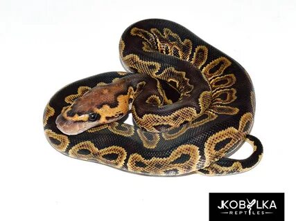Black Pastel Clown Ghi - Morph List - World of Ball Pythons