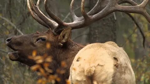 Free photo: Bull Elk - Animal, Bull, Elk - Free Download - J