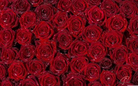 HD Red Rose Wallpapers - Wallpaper Cave