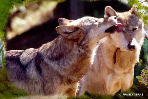 Download Wallpaper animals wolf love tenderness, 1920x1292