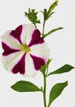 Flower plant petal periwinkle petunia, Morning Glory, Impati