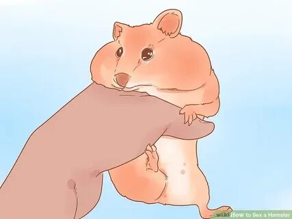 3 Ways to Sex a Hamster - wikiHow