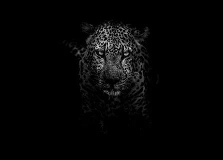 Leopard Dark Monochrome 5k Leopard Dark Monochrome 5k is an 