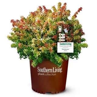 Reviews for SOUTHERN LIVING 2 Gal. Kaleidoscope Abelia Plant