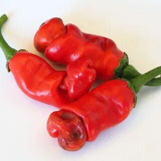 Peter Pepper Red (Penis Pepper) - Chilli Seedz