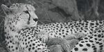Cheetah Cake Sale in New Zealand * Cheetah Conservation Fund