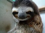Sloth Smiling Memes - Imgflip